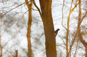Black woodpecker, Dryocopus martius Black woodpecker, Dryocopus martius